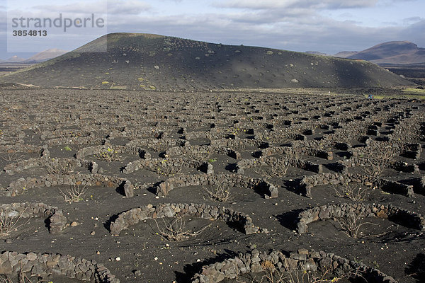 Schutzwälle für Reben  die in vulkanischem Lapilli wachsen  La Geria  Lanzarote  Kanarische Inseln  Spanien  Europa