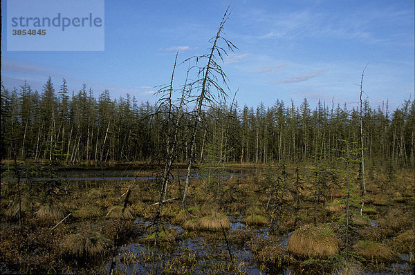 Taiga  Grasbüschel und Teich mit Nadelbäumen  Ost-Sibirien  Russland