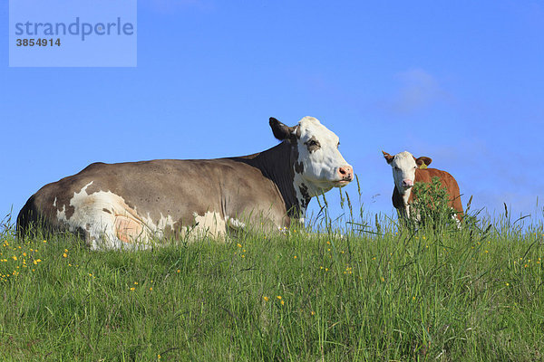 Simmentaler Fleckvieh Kuh mit Kalb  Hereford-Kreuzung  ruht auf Bio-Bauernhof  Powys  Wales  Großbritannien  Europa