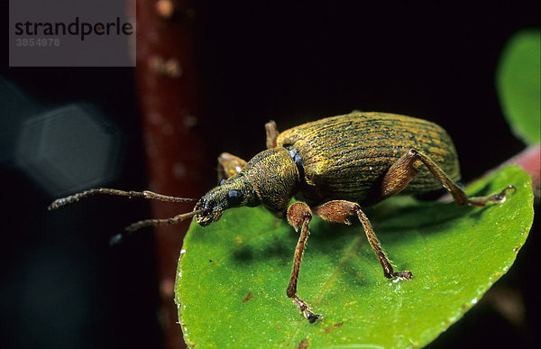 Rüsselkäfer (Polydrusus)  Habitat auf Bäumen in feuchten Lebensräumen  Powys  Wales  Großbritannien  Europa