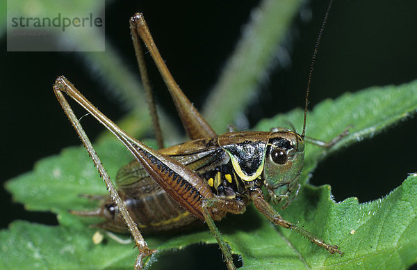 Roesels Beißschrecke (Metrioptera roeselii)  Männchen auf grünem Blatt  Sussex  England  Großbritannien  Europa