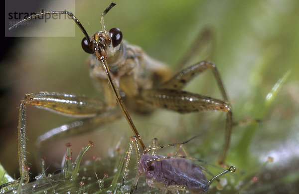 Libelle (Nabia regosus) beim Fressen einer Blattlaus