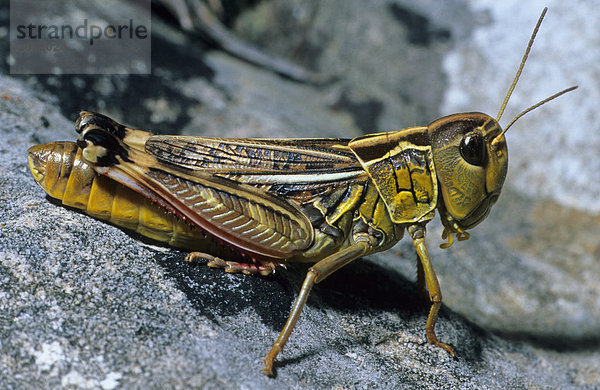 Große Höckerschrecke (Arcyptera fusca)  Weibchen auf Kalkfelsen  Causse Noir  Aveyron  Frankreich  Europa