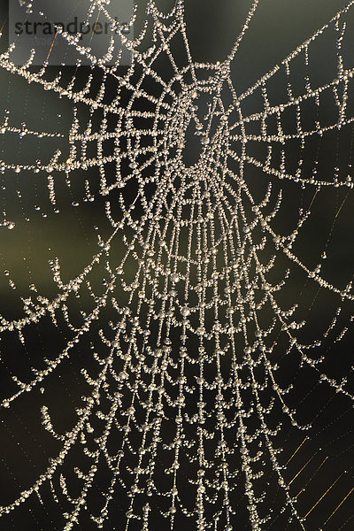 Mit Tau bedecktes Spinnennetz  Powys  Wales  Großbritannien  Europa