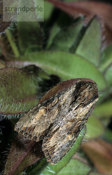 Veränderliche Grasbüscheleule (Apamea crenata)  Powys  Wales  Großbritannien  Europa