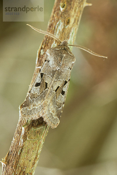 Gothica-Kätzcheneule oder Graue Frühlingseule (Orthosia gothica) auf Brombeerzweig in Hecke  Powys  Wales  Großbritannien  Europa