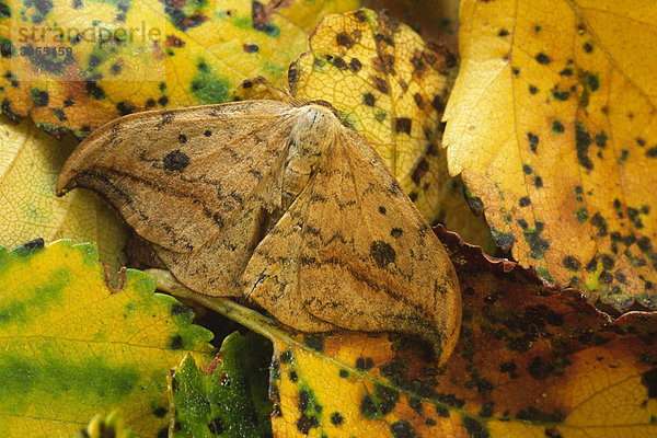 Heller oder Gemeiner Sichelflügler (Drepana falcataria)  getarnt  unter abgefallenen Birkenblättern  Futterpflanze der Larven  Powys  Wales  Großbritannien  Europa