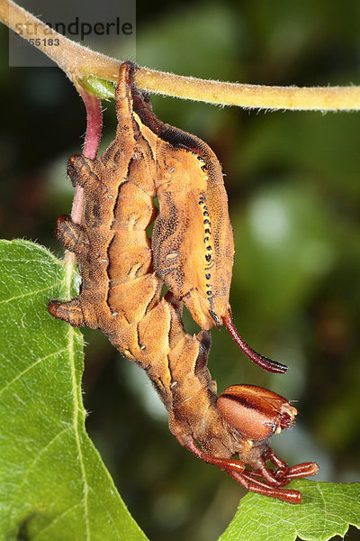 Buchen-Zahnspinner (Stauropus fagi)  Raupe  letztes Larvenstadium  beim Fressen auf Birkenblatt  in Abwehrhaltung  Powys  Wales  Großbritannien  Europa