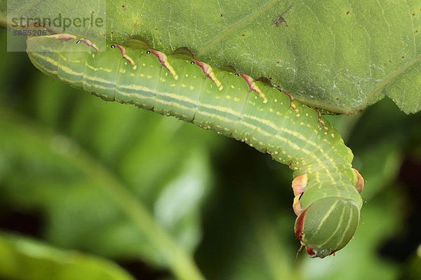 Eichen-Zahnspinner (Peridea anceps)  Caterpillar  viertes Larvenstadium  Larve ernährt sich vom Blatt der Traubeneiche  Powys  Wales  Großbritannien  Europa