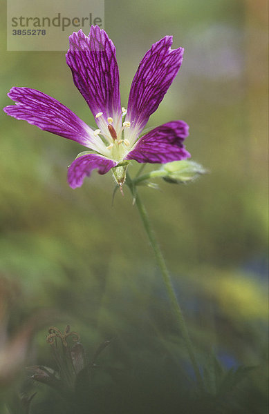 Geranie (Geranium x oxonianum)  Blüte