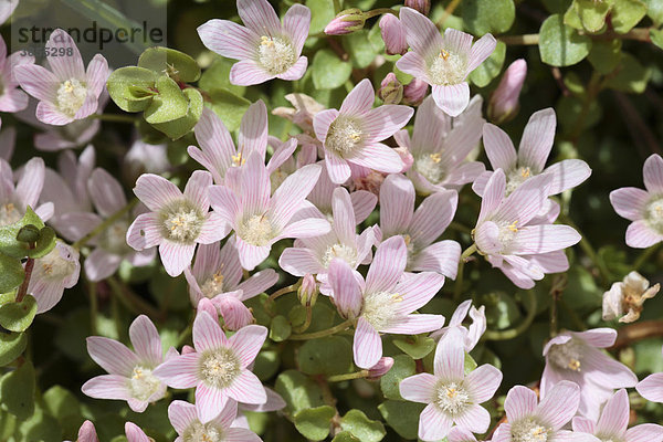 Zarter Gauchheil (Anagallis tenella)  Nahaufnahme der Blüten  Powys  Wales  Großbritannien  Europa