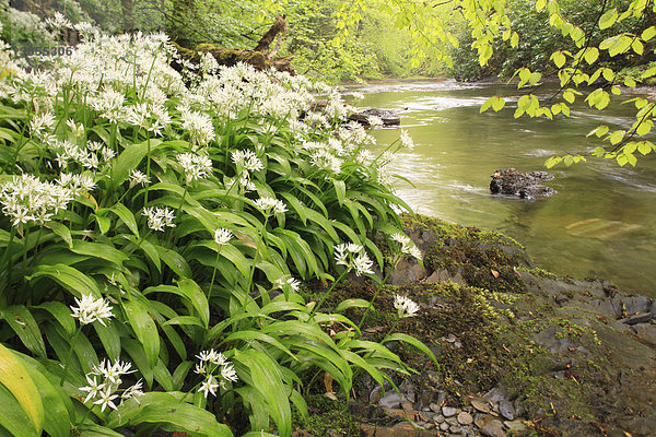 Blühender Bärlauch (Allium ursinum)  Blumenteppich im Wald beim Severn River Fluss  Powys  Wales  Großbritannien  Europa
