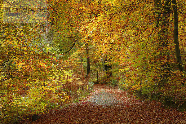 Rotbuche (Fagus sylvatica)  Tor und Weg durch einen Wald in herbstlichen Farben  Allt Goch  Llanidloes  Grafschaft Powys  Wales  Großbritannien  Europa