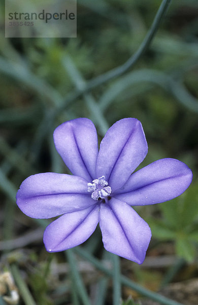 Binsenlilie oder Blaue Binse (Aphyllanthes monspeliensis)  Causse Nori  Frankreich  Europa