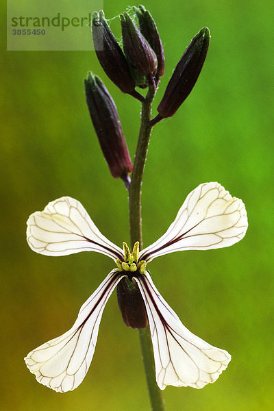 Garten-Senfrauke (Eruca vesicaria subsp. Sativa)  Blüte  Sorte für kommerziellen Anbau für Salate  biologischer Anbau  Wales  Großbritannien  Europa