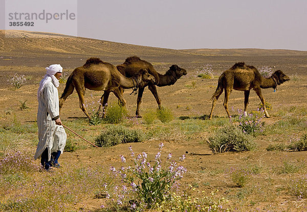 Dromedar (Camelus dromedarius)  drei ausgewachsene Tiere mit Kamelhüter  Berber  in der Wüste nach sehr nassem Winter  in der Nähe von Merzouga  Sahara  Marokko  Afrika