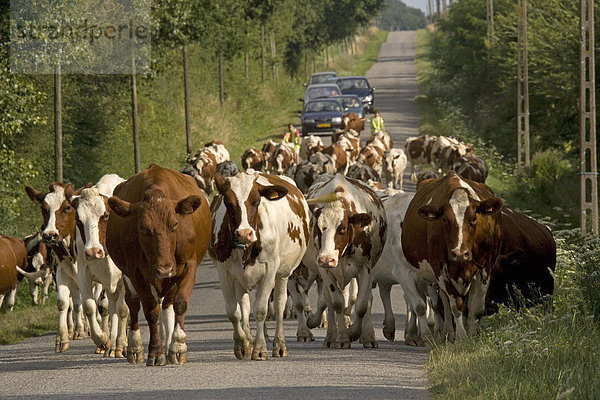 Rinder und Milchkühe  Herde  werden Landstraße entlang getrieben  in der Nähe von Mezieres  Brenne  Frankreich  Europa