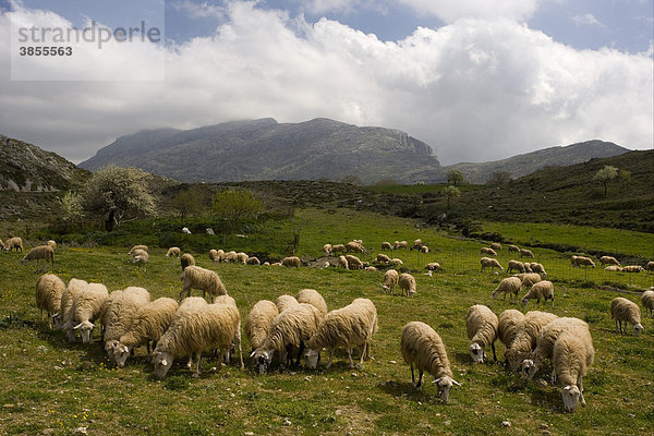 Hausschafe  ausgewachsene Tiere  Herde weidet auf einer hochgelegenen Alm  Gious Kambos Hochebene  Kedros Berge  Zentral-Kreta  Griechenland  Europa