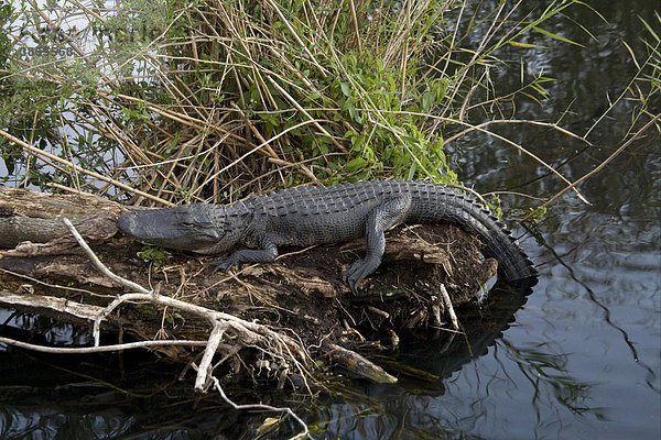 Mississippi-Alligator (Alligator mississipiensis)  ausgewachsenes Exemplar  sonnt sich auf einem Baumstamm  Florida  USA