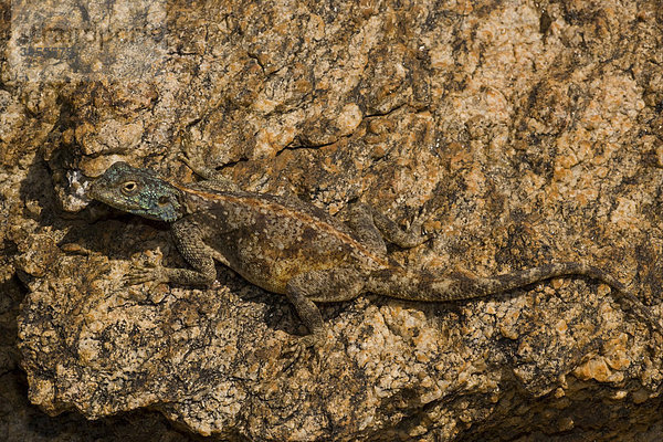 Felsagame (Agama atra)  ausgewachsenes Exemplar sitzt getarnt auf einem Felsen  Goegap Nature Reserve Naturschutzgebiet  Namaqua Wüste  Namaqualand  Nordkap  Südafrika