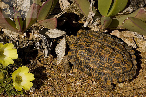 Bergers Flachschildkröte (Homopus bergeri)  ausgewachsenes Exemplar zwischen Wüstenpflanzen  Namaqua Wüste  Namaqualand  Nordkap  Südafrika