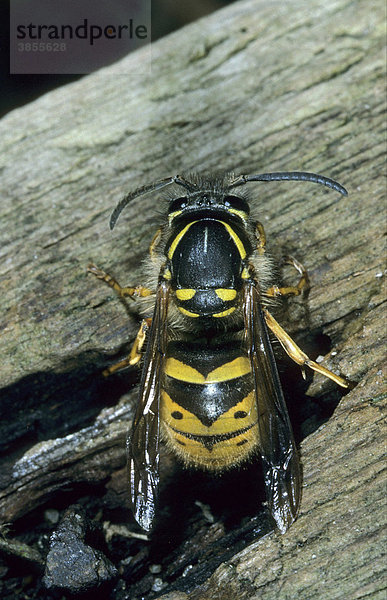 Gemeine Wespe (Vespula vulgaris)  Königin nach dem Winterschlaf