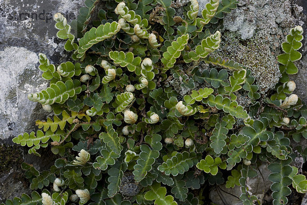 Milzfarn (Ceterach officinarum)  Nahaufnahme der Wedel  Grazalema  Andalusien  Spanien  Europa