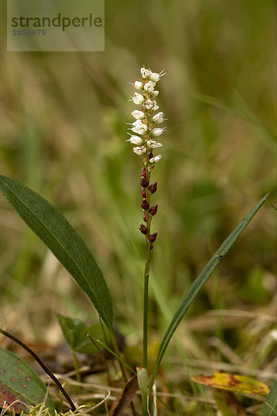Knöllchen-Knöterich (Polygonum vivipara)  Blume mit Brutknollen  selten in Großbritannien  Europa