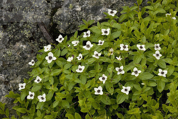 Schwedischer Hartriegel (Cornus suecica)  Blüten  wächst inmitten von Felsen  Schottland  Großbritannien  Europa