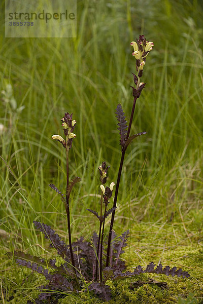 Karlszepter  Moorkönig (Pedicularis sceptrum-Carolinum)  blühend  wächst im Moorland in der borealen Zone  Schweden  Europa