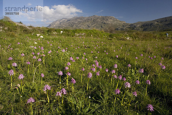 Italienisches Knabenkraut (Orchis italica)  Blütenteppich im Gebirgs-Grasland Habitat  Kedros Gebirge  Zentral-Kreta  Kreta  Griechenland  Europa