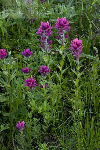 Castilleja (Castilleja parviflora)  Blüten  Mount Rainier Berg  Cascade Mountains  Kaskadenkette  Washington  USA  Nordamerika