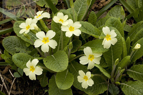 Stängellose Schlüsselblume (Primula vulgaris)  Nahaufnahme  im Wald  England  Großbritannien  Europa