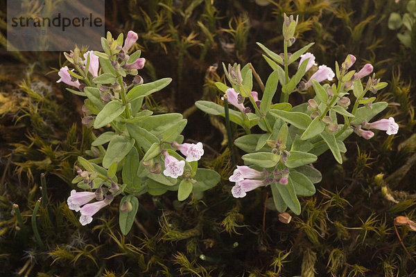 Kleines Helmkraut (Scutellaria minor)  New Forest  Hampshire  England  Großbritannien  Europa