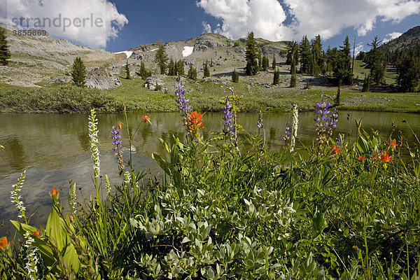 Verschiedene Wildblumen  Waldhyazinten  Lupinen und Castillejas neben einem Bergsee  Carson Pass  Sierra Nevada  Kalifornien  USA  Nordamerika