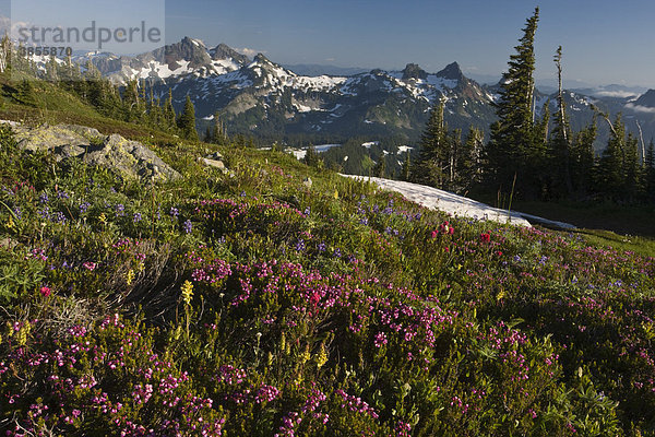 Verschiedene Wildblumen  Lupinen und Castillejas auf einer Bergwiese  Mazama Ridge Gebirge  Mount Rainier Berg  Kaskadenkette  Washington  USA  Nordamerika