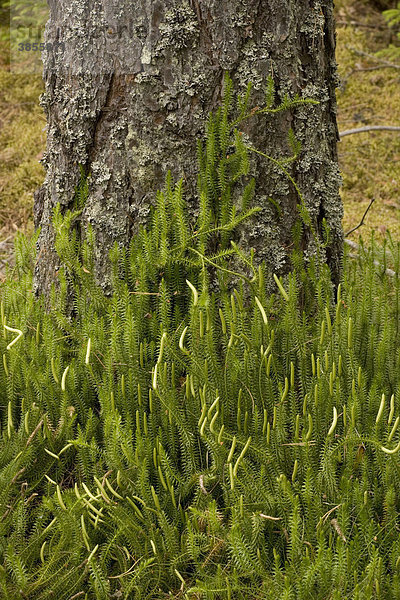 Sprossender-  Wald- oder Schlangen-Bärlapp (Lycopodium annotinum)  im borealen Nadelwaldgürtel  Schweden  Europa