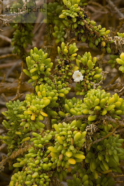 Nolana (Nolana galapagensis)  Blüten und Blätter  Floreana  Galapagos-Inseln  Ecuador  Südamerika