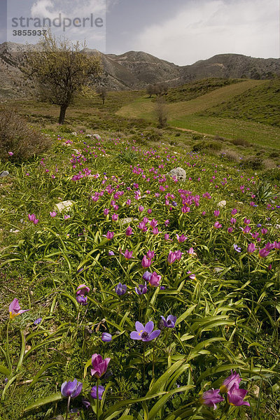 Kretische Tulpe oder Felsentulpe (Tulipa saxatilis) und Kronen-Anemone (Anemone coronaria)  blühend im Habitat  Omalus  Weisse Berge  Kreta  Griechenland  Europa
