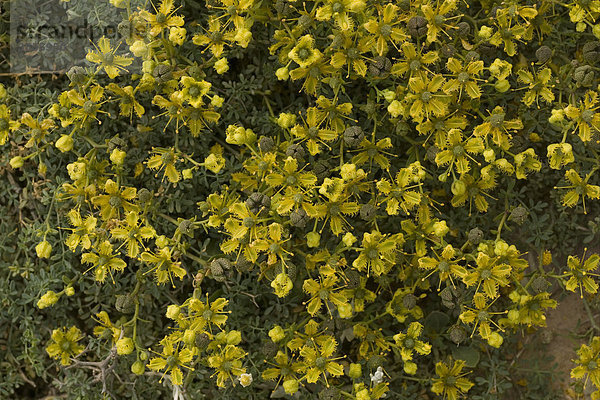 Gefranste Raute (Ruta chalepensis ssp. Fumariifolia)  Blüten  Ost-Kreta  Kreta  Griechenland  Europa