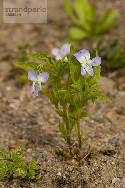 Hohes Veilchen (Viola elatior)  blühend