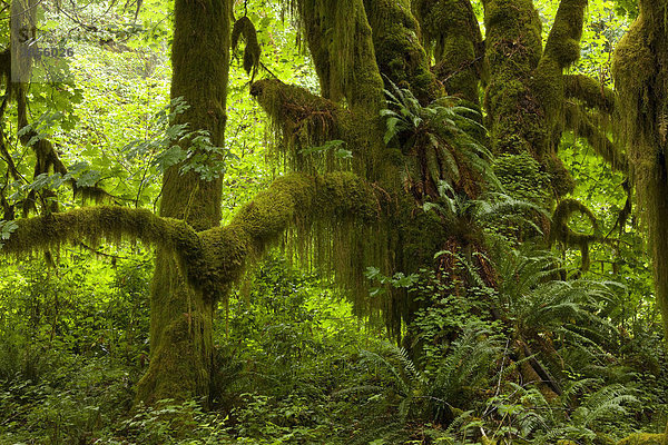 Oregon-Ahorn  großblättriger Ahorn (Acer macrophyllum)  moosbedeckte Äste im gemäßigten Regenwald  Quinault Valley Tal  Olympic Nationalpark  Washington  USA