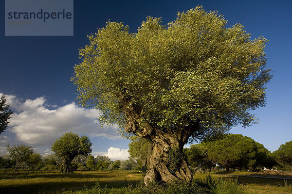 Östliche wilde Olivenbäume (Olea Europea ssp. Oleaster) an ihrem natürlichen Standort  uralte  wildwachsende Bäume  Nationalparkstation El Acebuche  Coto de DoÒana Nationalpark  Andalusien  Spanien  Europa