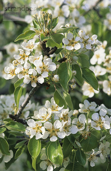 Kultur-Birne (Pyrus communis)  Blüten  England  Großbritannien  Europa