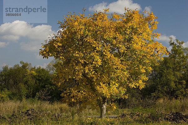 Echte Walnuss (Juglans regia) im Herbst  Siebenbürgen  Rumänien  Europa