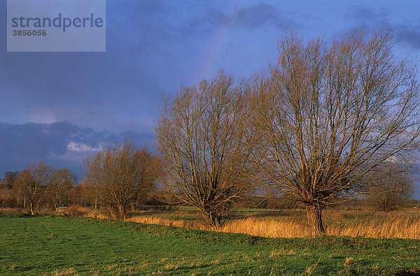 Weiden (Salix sp.)  alte gekappte Bäume entlang eines Bewässerungsgrabens  West Sedgemoor  Somerset Levels  England  Großbritannien  Europa