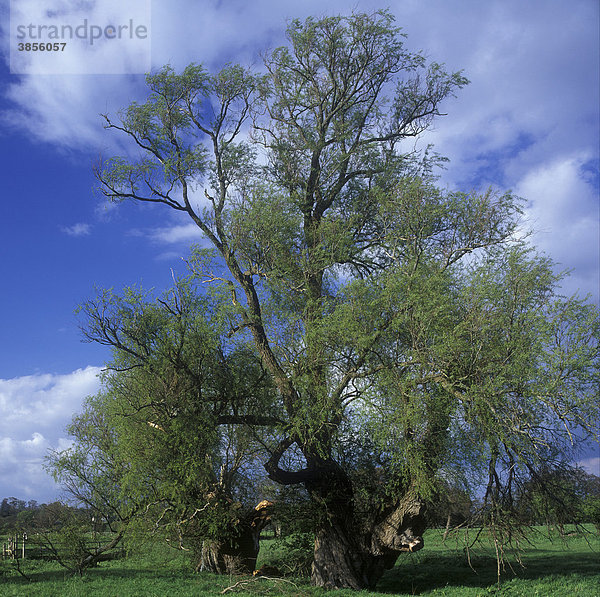 Alte Bruch-Weide (Salix fragilis) in Wimborne  Stour Valley  Dorset  England  Großbritannien  Europa