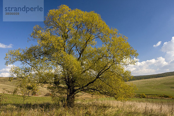 Bruch-Weide (Salix fragilis)  in der Nähe von Apold  im Gebiet von Saxon  Siebenbürgen  Rumänien  Europa