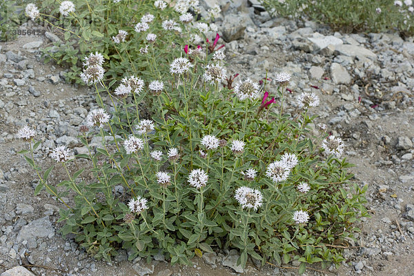Gebirgs Coyote Minze (Monardella odoratissima)  Blüten  Mount Lassen  Kaskadengebirge  Kalifornien  USA  Nordamerika