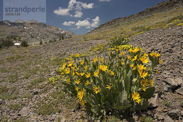 Woolly Mule Ear (Wyethia mollis)  Blüte  im Gebirgs-Habitat  in der Nähe von Lake Winnemucca  Carson Pass  Sierra Nevada  Kalifornien  USA  Nordamerika